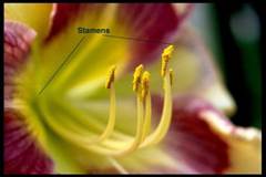 stamens.jpg